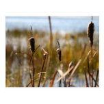 Cattails-Postkarte