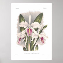 Cattleya Maxima Posterdrucke
