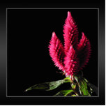 Celosia Caracas. Cockscombs. Rosa Blumen Photofigur
