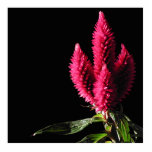 Celosia Caracas. Cockscombs. Rosa Blumen Ausschnitt