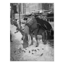 Central Park Horse Photo Print