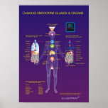 Chakras endokrine Drüsen und Organe Plakatdrucke