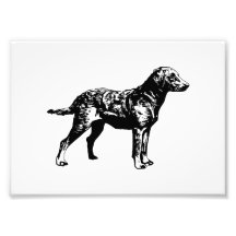 Chesapeake Bay-Retriever Photo