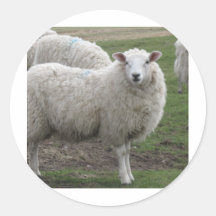 Cheviot-Schafe Runder Aufkleber