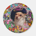 Chi-Chi in den Schmetterlingen - Chihuahua Magnete
