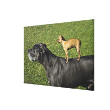 Chihuahua auf der Rückseite 2 der Deutschen Dogge Galerie Falt Leinwand