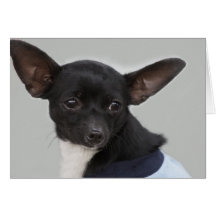 Chihuahua-Hunderaum-Anmerkungs-Karte