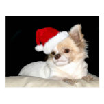 Chihuahua in einer Weihnachtsmannmütze Postkarten
