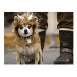 Chihuahua-Löwe mit Hörnern Postkarte