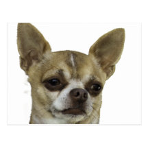 Chihuahua mit Haltung Postkarten