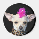 Chihuahua-Punk-Magnet Kühlschrankmagnete