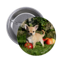 Chihuahua-Welpe mit Äpfeln Anstecknadel