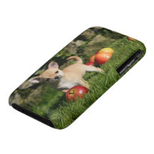 Chihuahua-Welpe mit Äpfeln iPhone 3 Hüllen