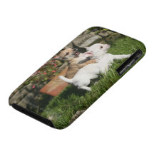 Chihuahua-Welpen-Spielen iPhone 3 Cover
