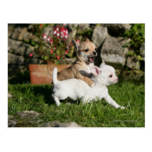 Chihuahua-Welpen-Spielen Postkarten