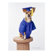 Chihuahuahundetragende Abschlussuniform, Studio Postkarten