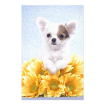 Chihuahuawelpe Personalisiertes Büropapier