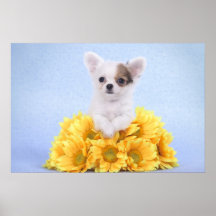 Chihuahuawelpe Posterdrucke
