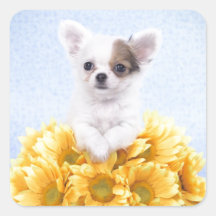 Chihuahuawelpe Quadratsticker