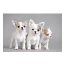 Chihuahuawelpen Personalisiertes Büropapier