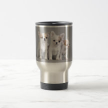 Chihuahuawelpen Tee Haferl