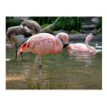 Chilenischer Flamingo Postkarten