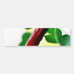 Chili-Paprika-Paprikaschoten Autosticker