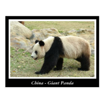 China, riesiger Panda Postkarte