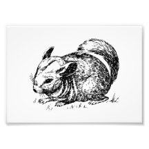 Chinchilla Fotografische Drucke