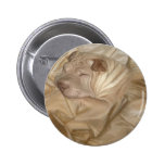 Chinese Shar Pei getarnt in den Falten Buttons