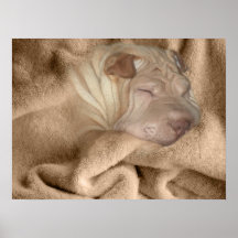 Chinese Shar Pei Tarnung, Falten-Verstecken Poster