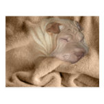 Chinese Shar Pei Tarnung, Falten-versteckende Stel Postkarte