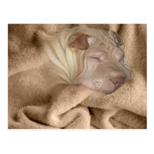 Chinese Shar Pei Tarnung, Falten-versteckende Stel Postkarte