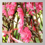 Chinesisches neues Jahr-Rosa-Blumen-Plakat