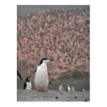 Chinstrap Pinguin-Postkarte