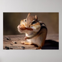 Chipmunk, der sein Gesicht anfüllt Posterdrucke