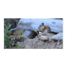Chipmunk Fotokartenvorlage