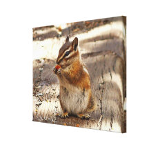 Chipmunk Gallery Wrapped Canvas