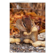 Chipmunk-Karte