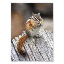 Chipmunk mit Blumenstrauß-12x18 Foto Drucke