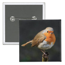 Chirpy Robin Anstecknadelbutton