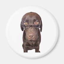 Choccy Labrador in den Gläsern Kühlschrankmagnete