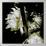 Chrysantheme Foto-Plakat Schwarz-weiß