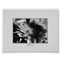 Chrysantheme im Schwarzweiss-Foto-Druck