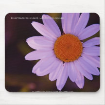 Chrysantheme Leucanthemum Mousepad