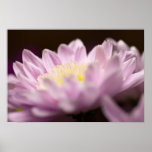 Chrysantheme-Plakat