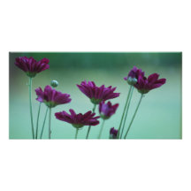 Chrysantheme und Bedeutung Bilder Karten