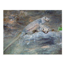 Chuckwalla Kopf-Stand-Postkarte