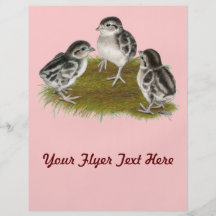 Chukar Rebhuhn-Küken Personalisierte Flyer