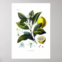 Citrus Limonum (Zitrone) Posterdrucke